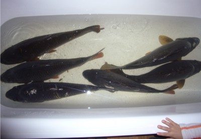 Vánoce 2011.jpg