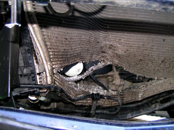 FoFo+pes na dialnici3.jpg