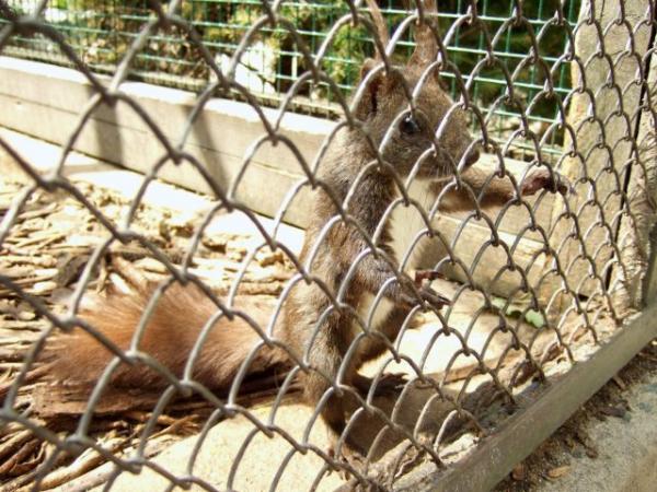 pro cesky mluvici : stromokocur :)))