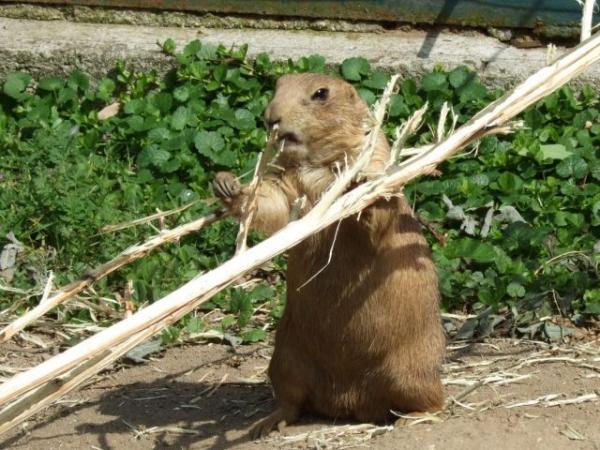 svist je aj po cesky asi svist, ze jo ?