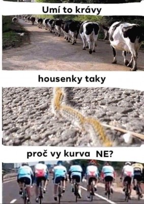 kravy_a_cyklisti.jpeg