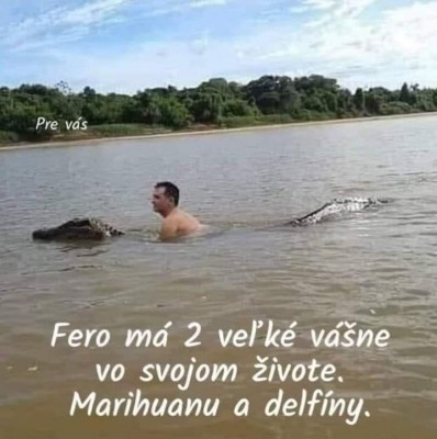 delfin.jpeg