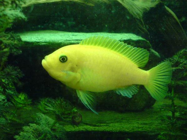 Další tlamovec.....můj odchov