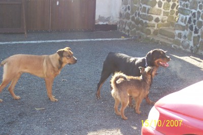 takhle v porovníní s fenou Rotvajlera