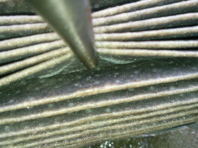 Resize of SNC00126.jpg